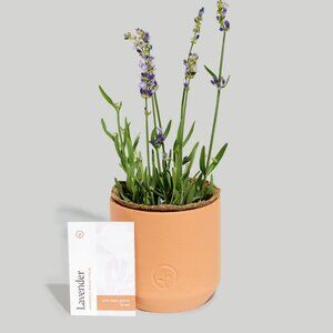 NWT Modern Sprout® Live Well Lavender Tiny Terracotta Grow Kit